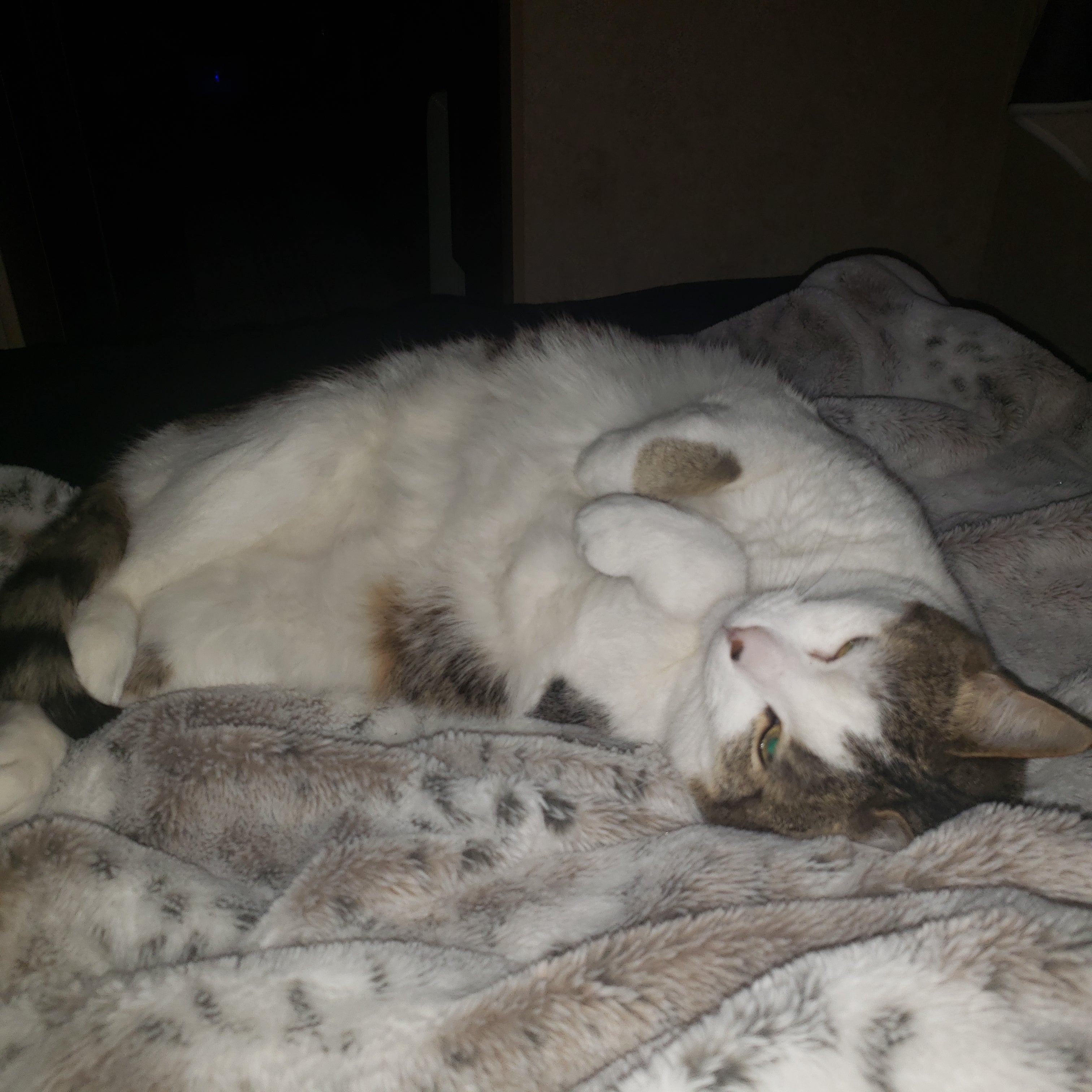 Buddy, a fluffy white and grey tabby cat, rolling on a cozy blanket with paws in the air. One of the feral family at Feral as Fhawk™.