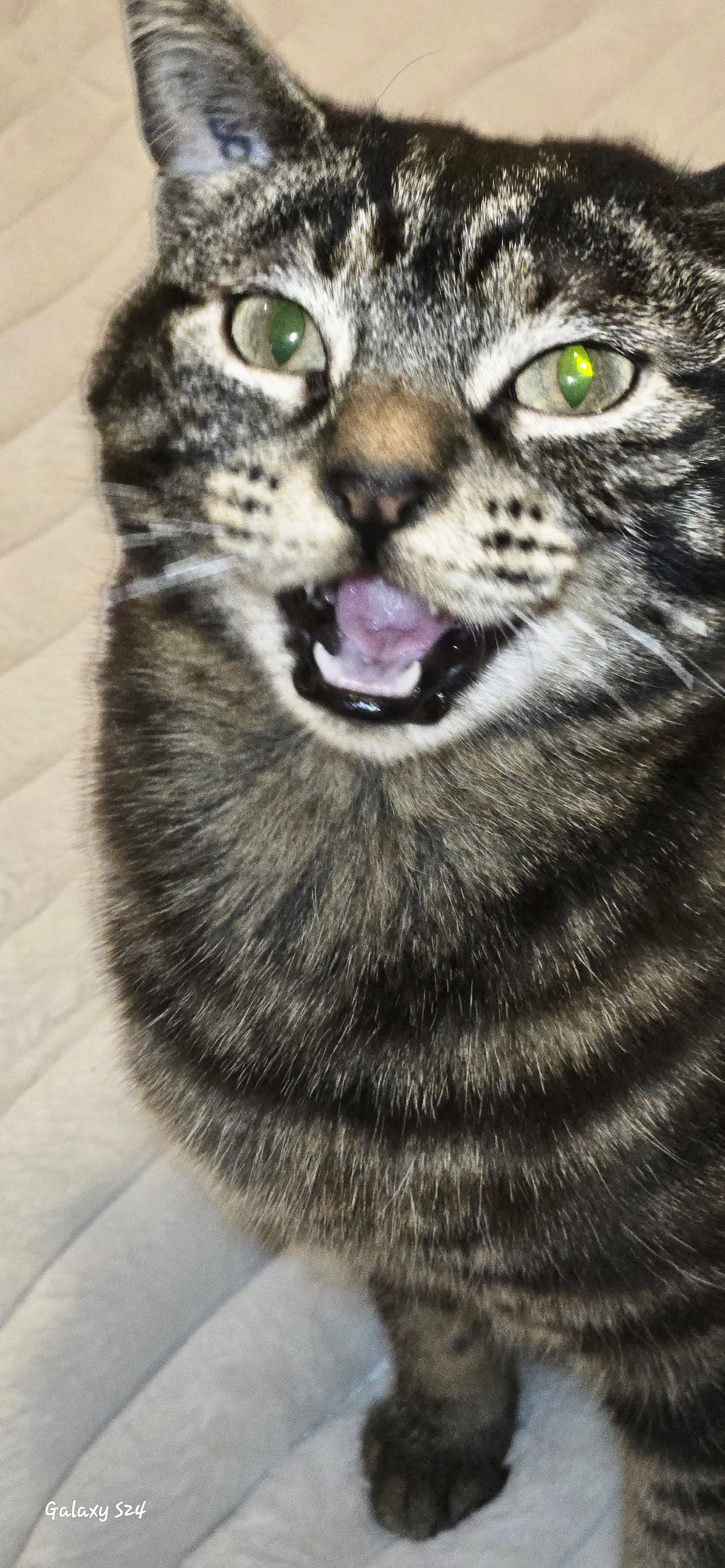 Ellory, a bold dark tabby cat with vivid green eyes and mouth wide open — clearly has opinions. One of the feral family at Feral as Fhawk™.