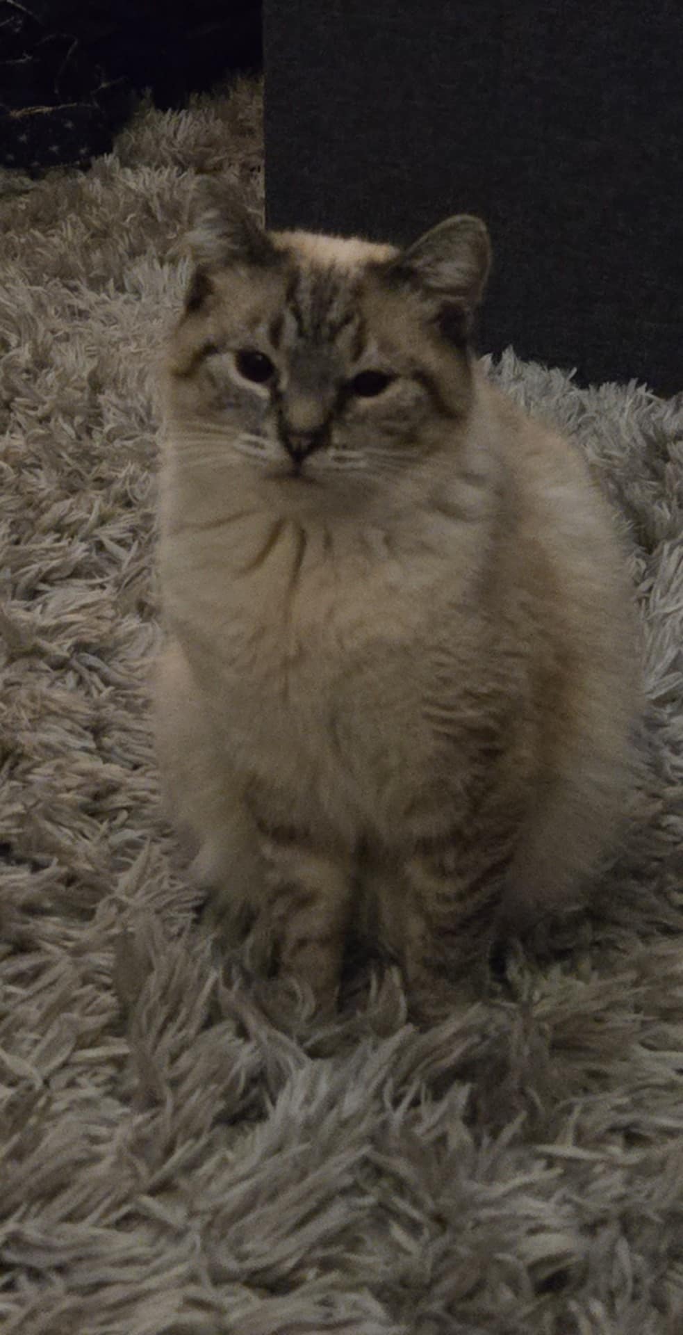 Zola, a fluffy cream and grey lynx-point cat, sitting regally on a plush rug with striking blue-green eyes. One of the feral family at Feral as Fhawk™.

